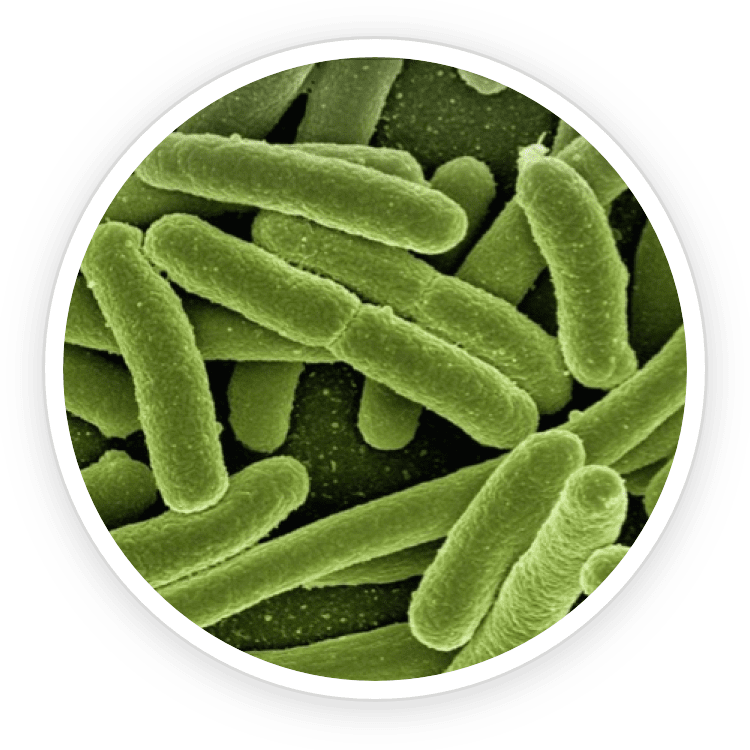 Wakame Extract Image