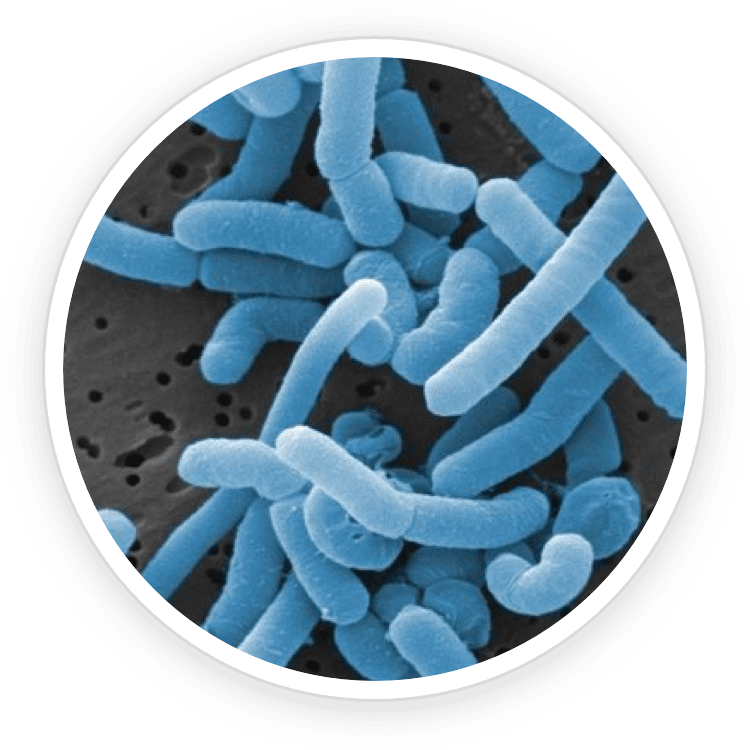 Lactobacillus Paracasei image