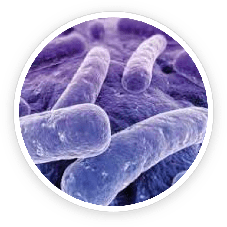 Lactobacillus Reuteri Image